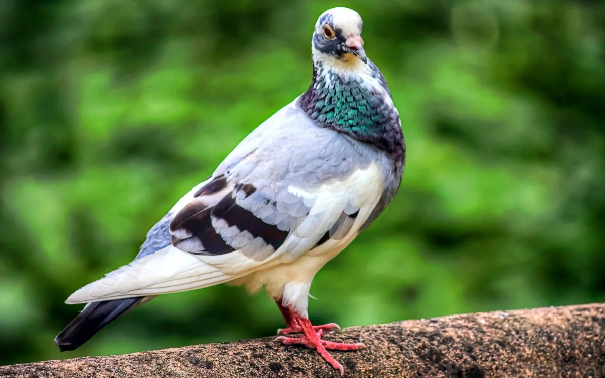 A blue pigeon against a background of blurred greenery