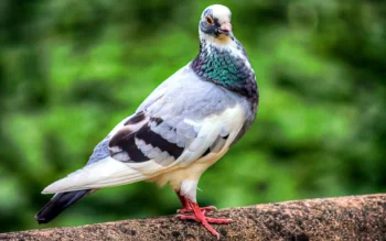 A blue pigeon against a background of blurred greenery