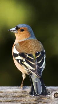 A finch on a wooden fence
