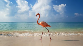 A pink flamingo against the backdrop of the azure sea