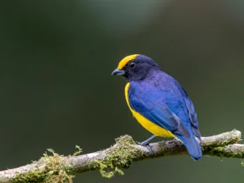 A yellow-headed euphonia on a moss-covered branch