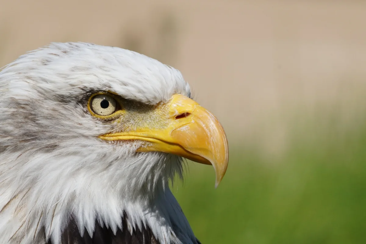 A portrait of a bald eagle in daylight