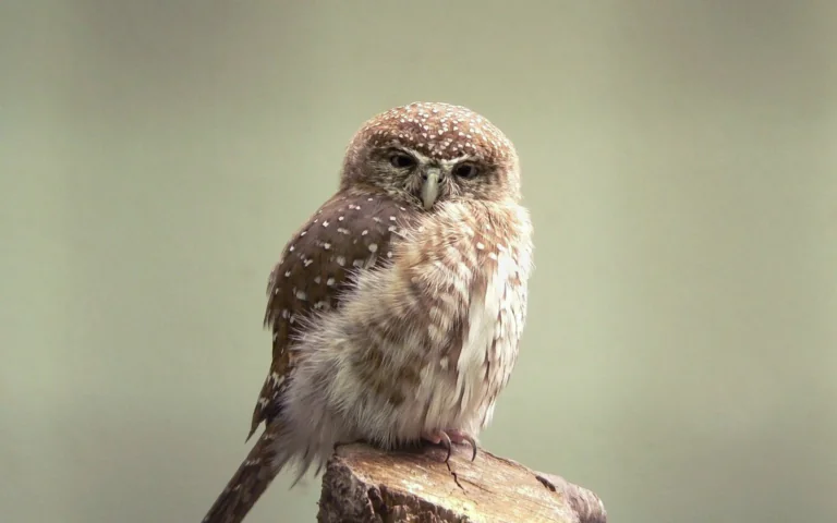 A sparrow owl perched on an old stump in the soft light of day