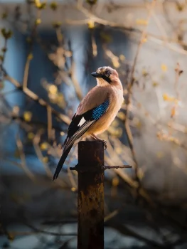 A jay on a rusty pole in the rays of the spring sun
