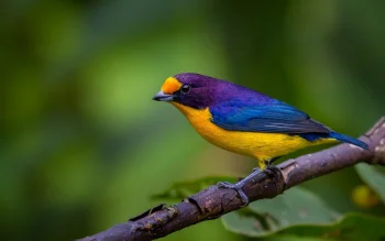 a brightly colored tanagra perched on a branch in the rainforest, purple-capped tanagra, birds, branches, macro photography, macro, tanagras, wild animals, fauna, animals