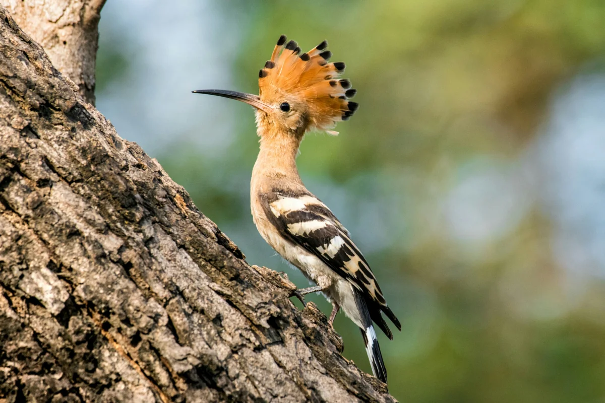 A hoopoe with its crest spread out