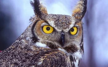 a virginian eagle owl with a piercing gaze in a winter forest, virginian eagle owl, birds, look, views, glance, macro photography, macro, owls, predators, virginian eagle owls, wild animals, fauna, animals