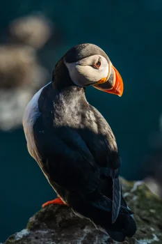 An Atlantic puffin against a backdrop of dark cliffs