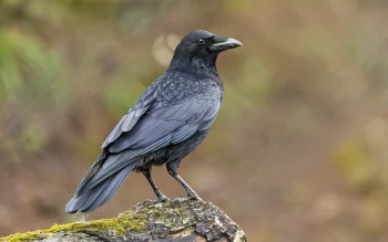 a black raven on a moss-covered stump, the black raven, birds, crows, macro photography, macro, moss, wild animals, fauna, animals