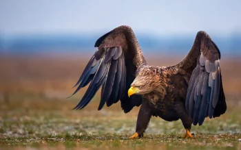 White-tailed Eagle with outstretched wings