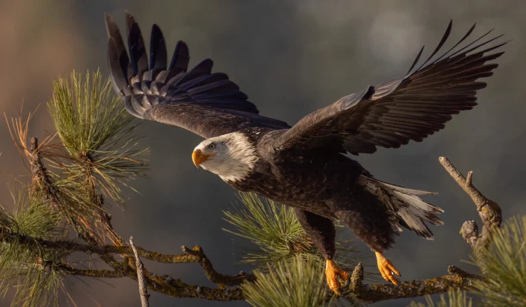a bald eagle taking flight from a pine branch in the rays of the setting sun, white-headed eagle, birds, eagles, feathers, plumage, predators, sea eagles, trees, wild animals, fauna, wings, animals