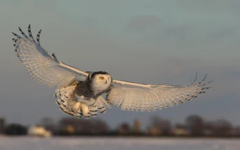 A snowy owl in flight over a snow-covered field