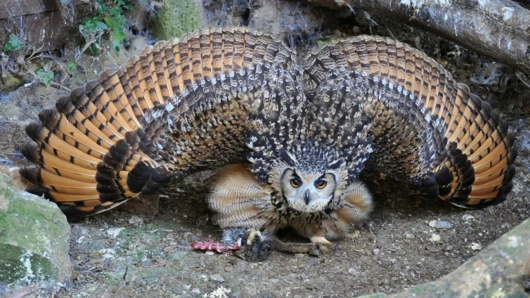 a virginian eagle owl with outstretched wings in the forest thicket, virginian eagle owl, birds, feathers, plumage, owls, predators, wings, animals, fauna