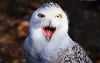 A white snowy owl with its beak open