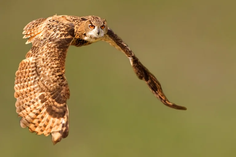an eagle owl in flight in the soft light of day, eagle owl, birds, feathers, plumage, look, views, glance, owls, predators, wings, animals, fauna
