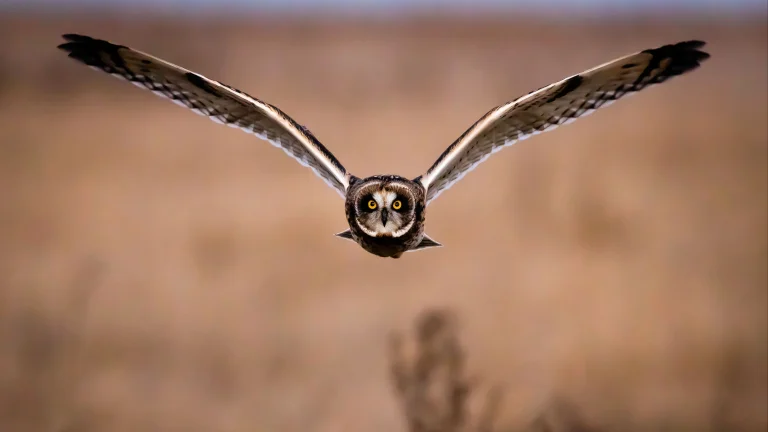 a short-eared owl in rapid flight over a field, short-eared owl, birds, look, views, glance, owls, predators, wings, animals, fauna