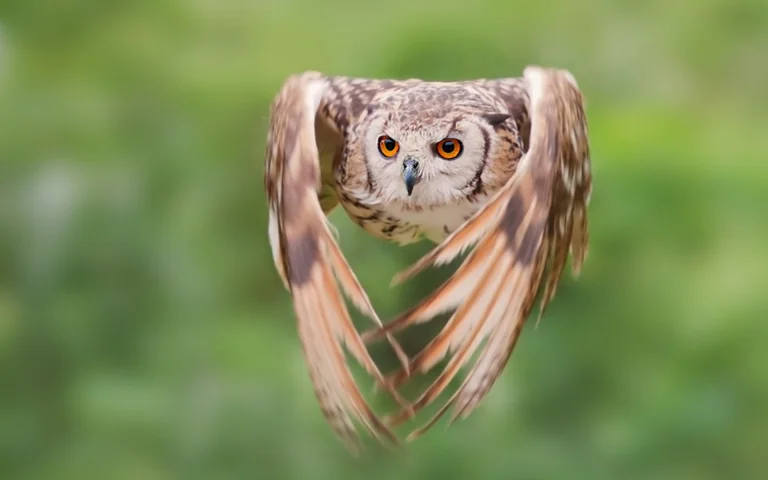 an indian eagle owl in rapid flight, indian eagle owl, birds, look, views, glance, macro photography, macro, owls, predators, wings, animals, fauna