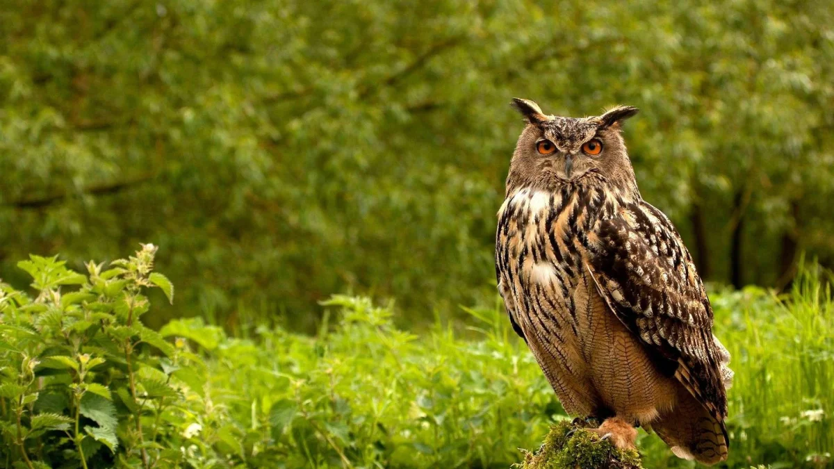 An eagle owl against a backdrop of lush summer foliage