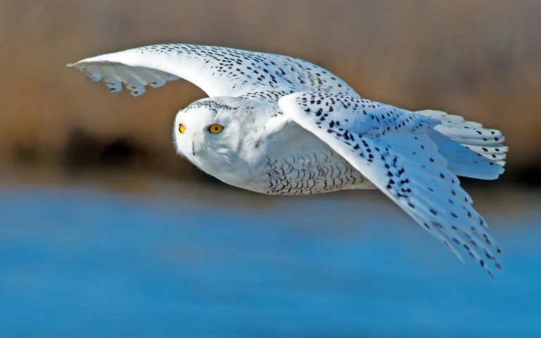 a snowy owl in rapid flight, polar owl, birds, feathers, plumage, owls, predators, wings, animals, fauna