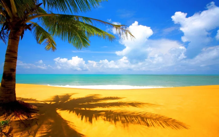 the shadow of a palm tree on the golden sand of the tropical coast, beaches, coasts, clouds, landscapes, ocean, oceans, pacific ocean, palm trees, sand, sands, sky, nature, world
