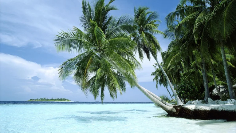 palm trees in the maldives, beaches, coasts, islands, landscapes, ocean, oceans, pacific ocean, sea, nature, world