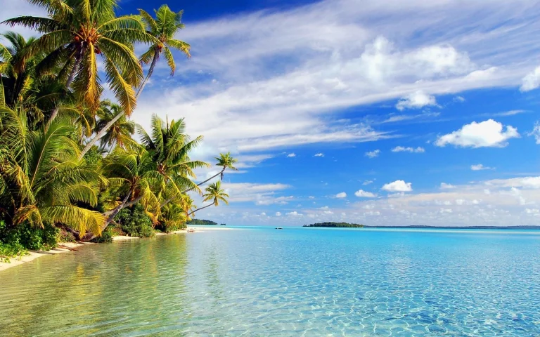 palm trees on the island of bora bora, french polynesia, bora bora, beaches, coasts, bora-bora, clouds, islands, lagoons, landscapes, ocean, oceans, pacific ocean, palm trees, nature, world