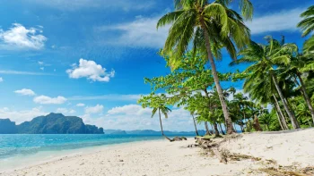 palm trees on el nido beach, philippines, el nido beach, bays, coves, straits, fjords, beaches, coasts, islands, landscapes, palm trees, sand, sands, sea, sky, summer, nature, world