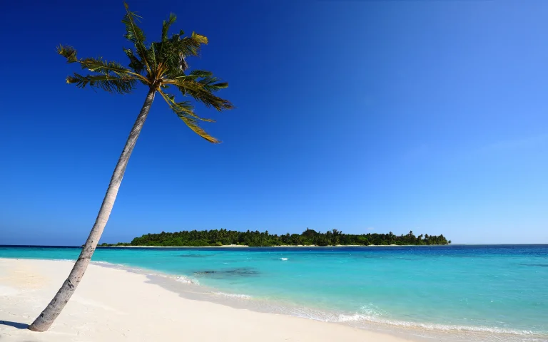 a lone palm tree on the snow-white shore of a tropical island, beaches, coasts, islands, lagoons, palm trees, sand, sands, sea, nature, world