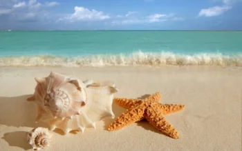 Seashells and a starfish on light-colored sand