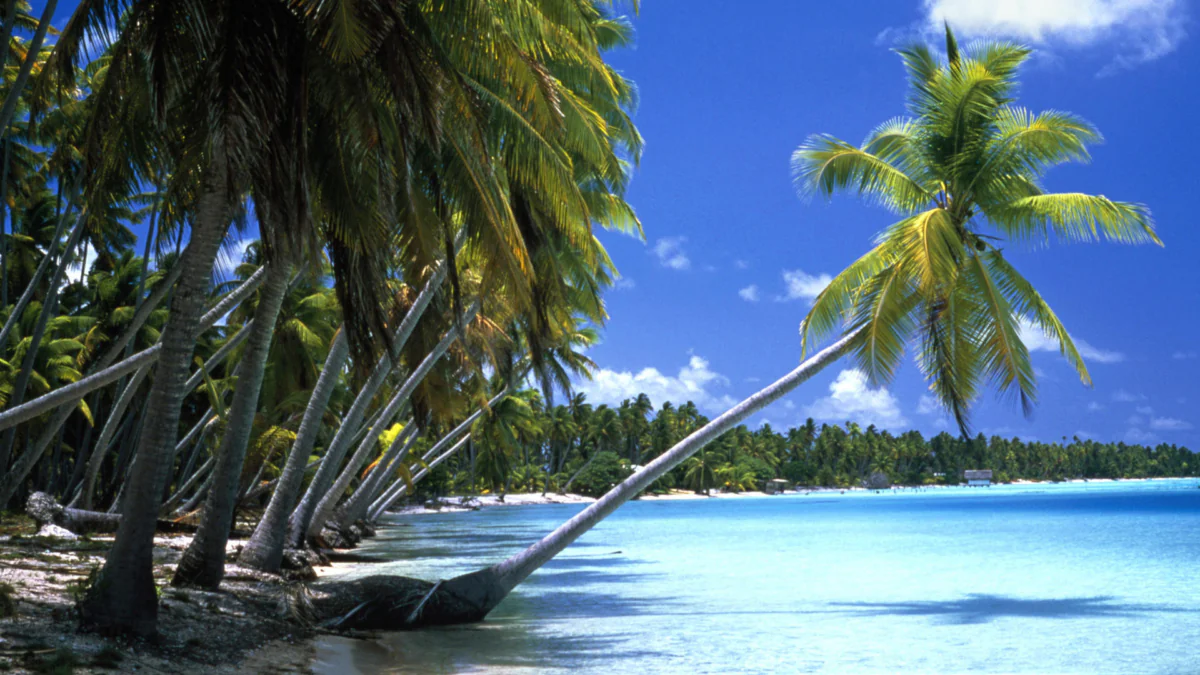 Leaning palm trees on the shore of the lagoon under the bright sun