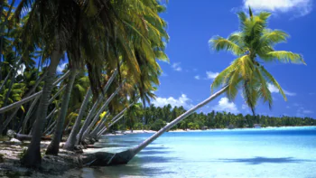 Leaning palm trees on the shore of the lagoon under the bright sun