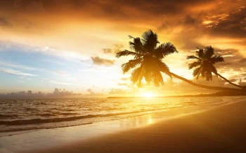 a golden sunset over the tropical coast, beaches, coasts, evening, evenings, twilight, dus, landscapes, palm trees, sand, sands, sea, sky, sun, sun rays, sunlight, rays, sunsets, sunset, nature, world