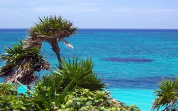 The lush foliage of tropical palm trees against the backdrop of the azure sea