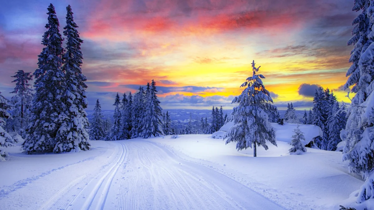 cross-country skiing in the forests of norway, landscapes, norway, nature, world