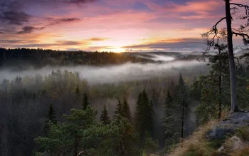 a misty dawn over a coniferous forest in finland, nuuksio (finland), finland, fir trees, coniferous trees, fog, forest, forests, landscapes, morning, nature reserves, wildlife reserves, parks, national parks, pine trees, sky, sun, sun rays, sunlight, rays, sunrises, dawn, nature, world
