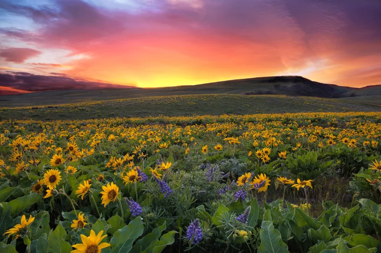 wildflowers under a blazing sunset sky, hills park (columbia, usa), clouds, colombia, evening, evenings, twilight, dus, flowers, landscapes, lupins, mountains, peaks, hills, nature reserves, wildlife reserves, parks, national parks, sky, sunflowers, sunsets, sunset, usa, united states, nature, world
