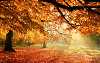 Golden light in an autumn forest