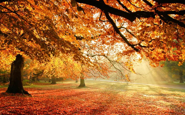 golden light in an autumn forest, autumn, autumns, forest, forests, leaves, foliage, leafage, frondage, parks, national parks, sun, sun rays, sunlight, rays, trees, nature