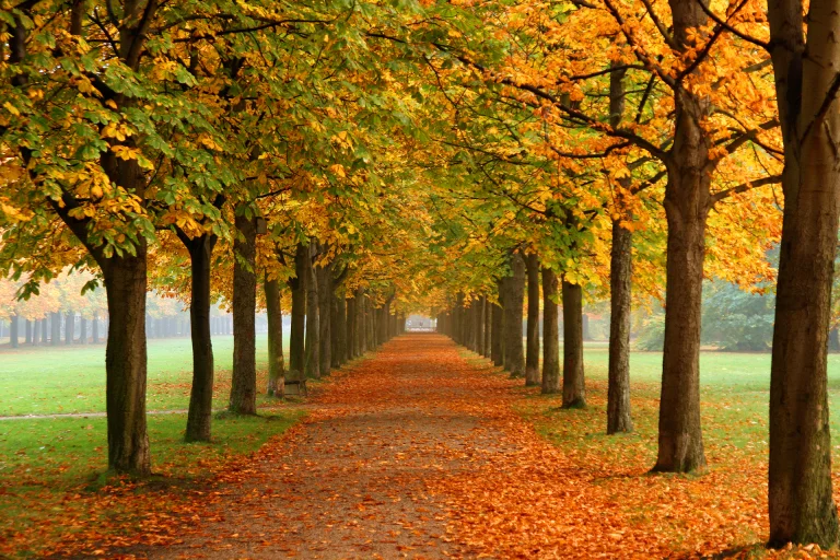 an avenue of chestnut trees dressed in gold, autumn, autumns, herb, herbs, lawns, leaves, foliage, leafage, frondage, parks, national parks, roads, highways, motorways, avenues, driveways, passageways, trees, nature