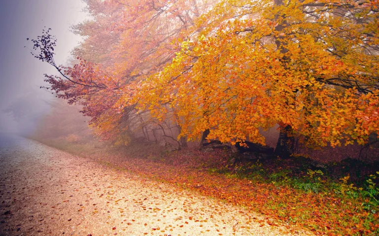 a golden forest in the morning mist, autumn, autumns, fog, forest, forests, leaves, foliage, leafage, frondage, roads, highways, motorways, avenues, driveways, passageways, trees, nature
