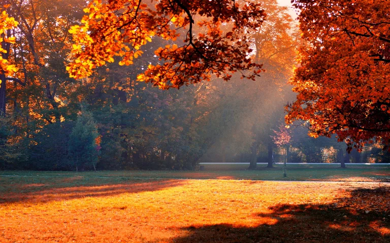 golden rays of sunlight in an autumn park, autumn, autumns, forest, forests, herb, herbs, lawns, leaves, foliage, leafage, frondage, parks, national parks, sun, sun rays, sunlight, rays, trees, nature