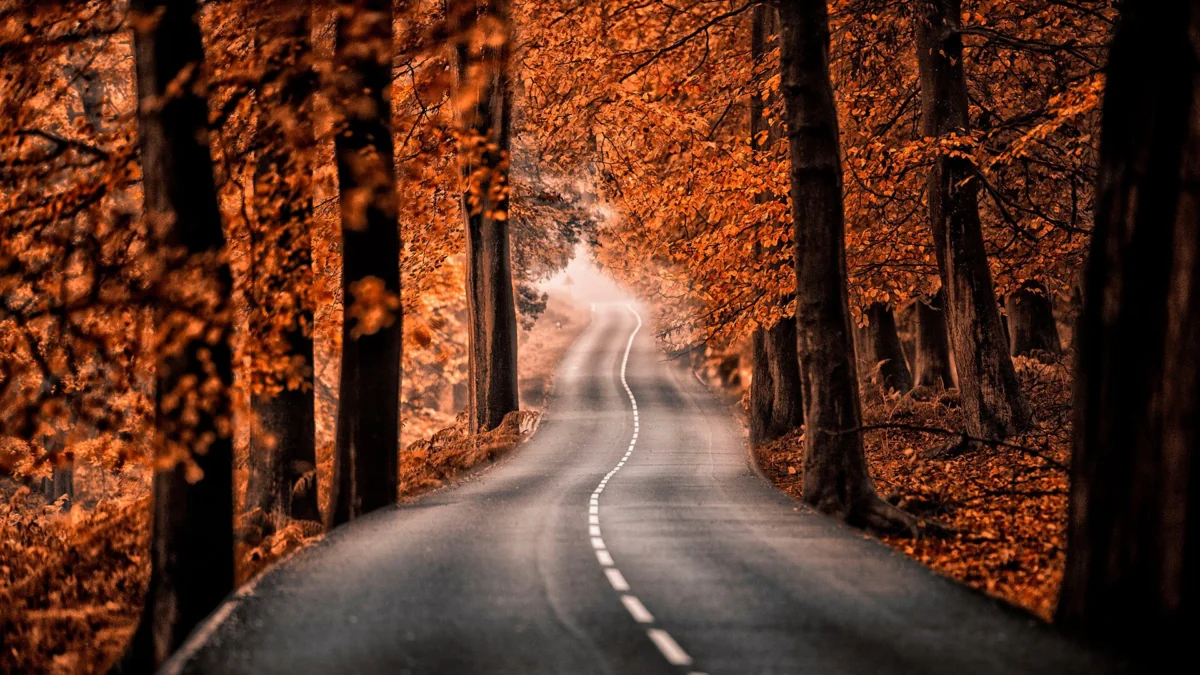 A winding road through the dense forest, bathed in ochre hues