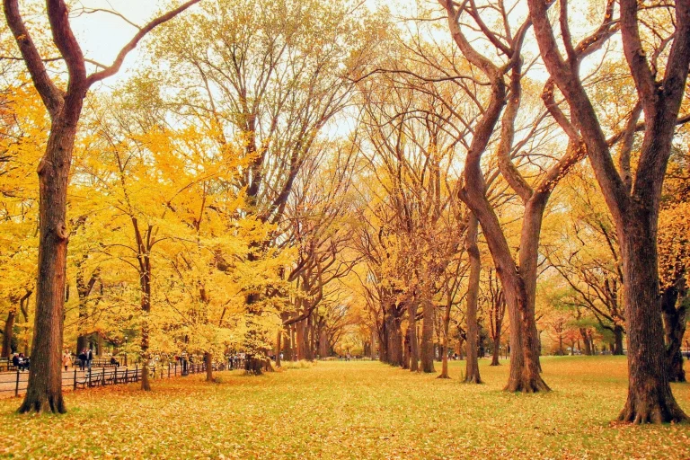 golden lane in new york city's central park, new york, u.s., autumn, autumns, leaves, foliage, leafage, frondage, parks, national parks, paths, trails, pathways, trees, usa, united states, nature