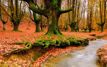 an old beech forest in spain, autumn, autumns, forest, forests, leaves, foliage, leafage, frondage, rivers, canals, streams, spain, trees, nature