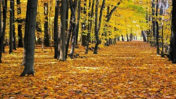 золоте світло в осінньому лісі, дерева, дороги, шляхи, траси, шосе, магістралі, автостради, проспекти, проїзди, листя, ліс, ліси, осінь, осені, парки, національні парки, природа