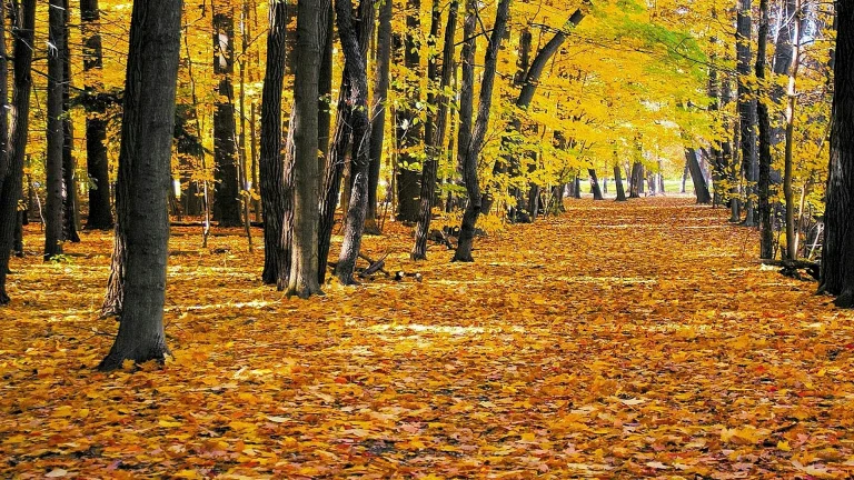 Золоте світло в осінньому лісі