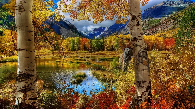 golden birch trees against the backdrop of mountain peaks, autumn, autumns, birch trees, forest, forests, lakes, bodies of water, landscapes, leaves, foliage, leafage, frondage, mountains, peaks, hills, reflections, trees, nature