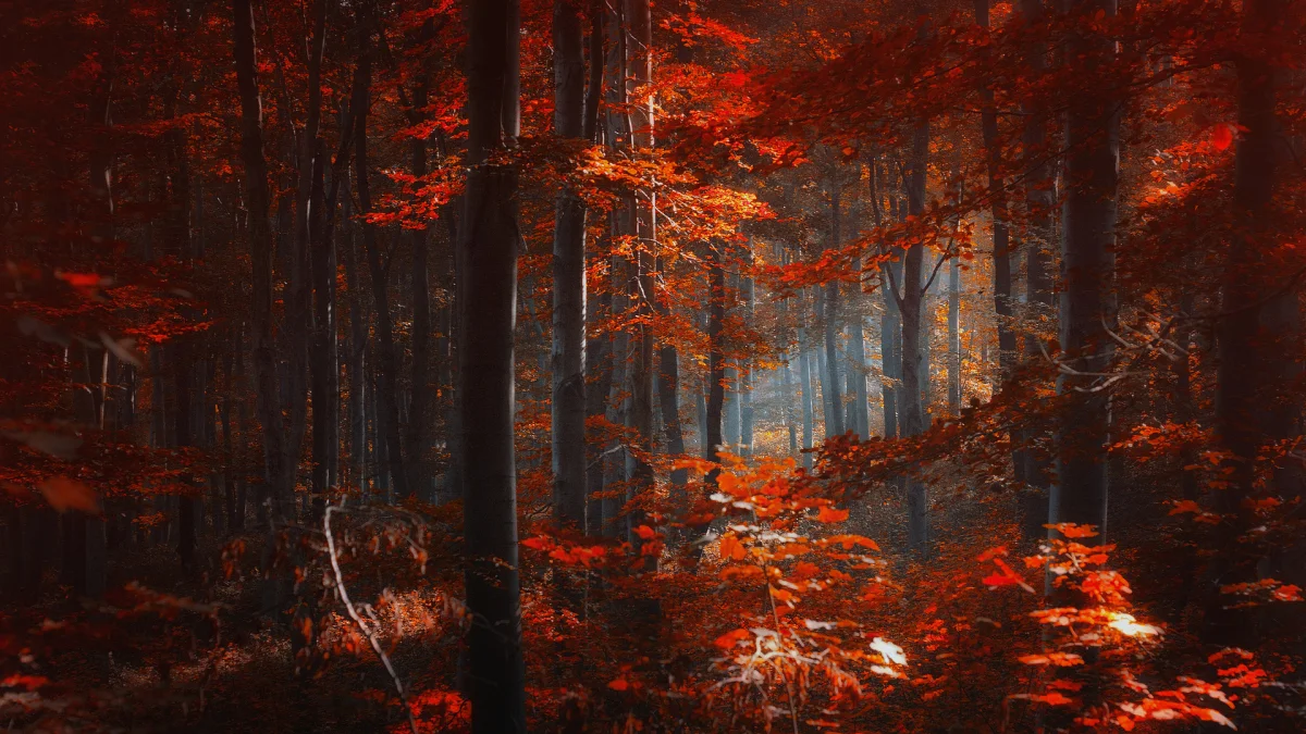 The dense forest bathed in sunlight