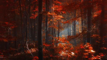 the dense forest bathed in sunlight, autumn, autumns, forest, forests, leaves, foliage, leafage, frondage, trees, nature