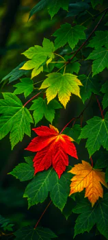 A vibrant maple leaf surrounded by green foliage